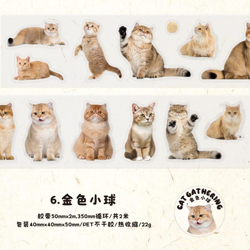 3006 PET Tape Cat Rally Series