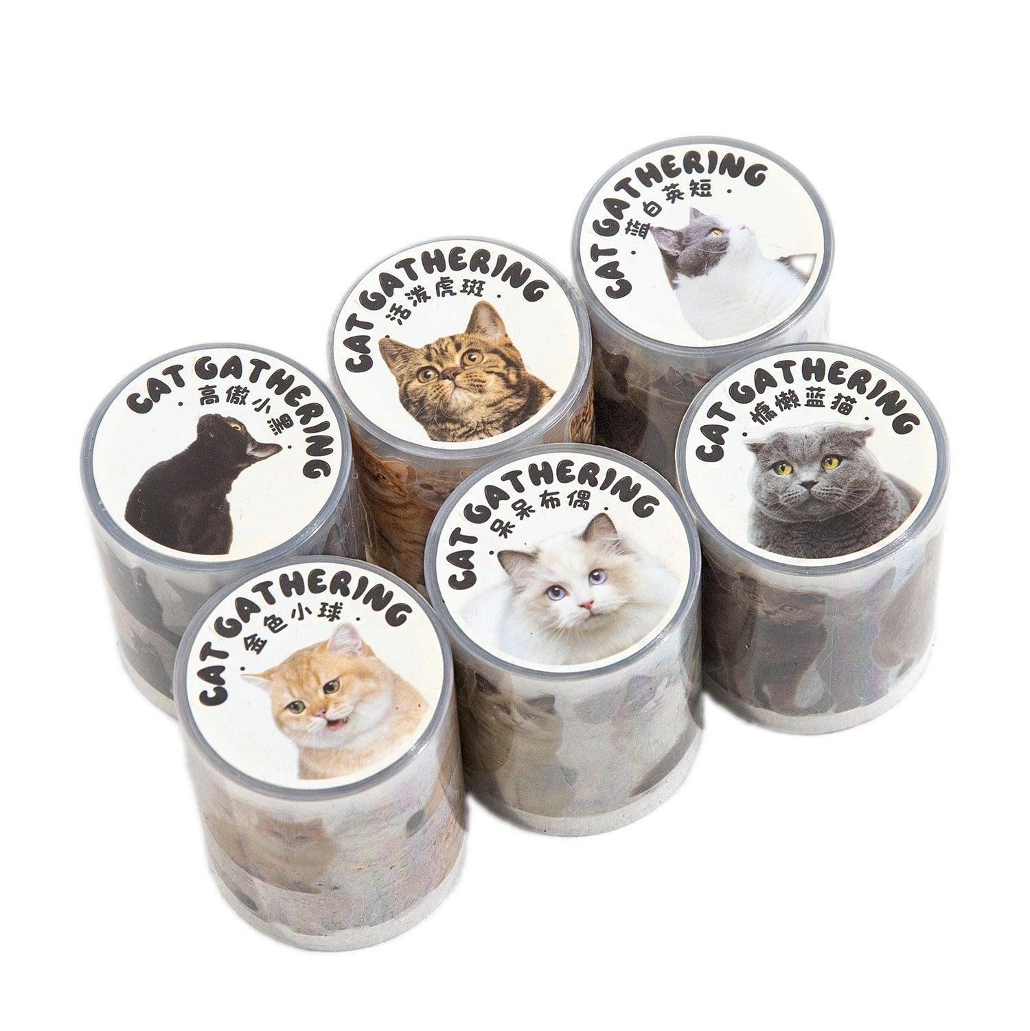 3006 PET Tape Cat Rally Series