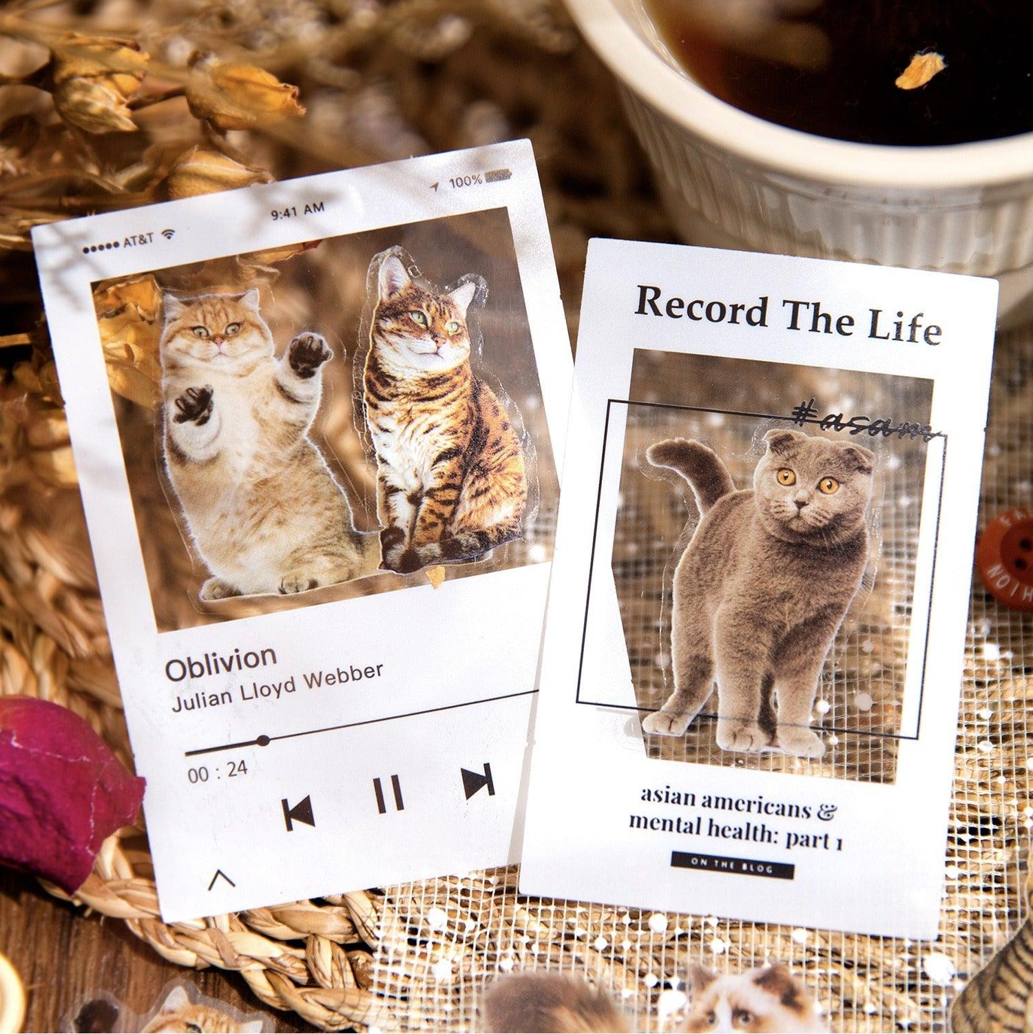 3006 PET Tape Cat Rally Series