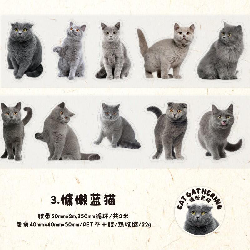 3006 PET Tape Cat Rally Series