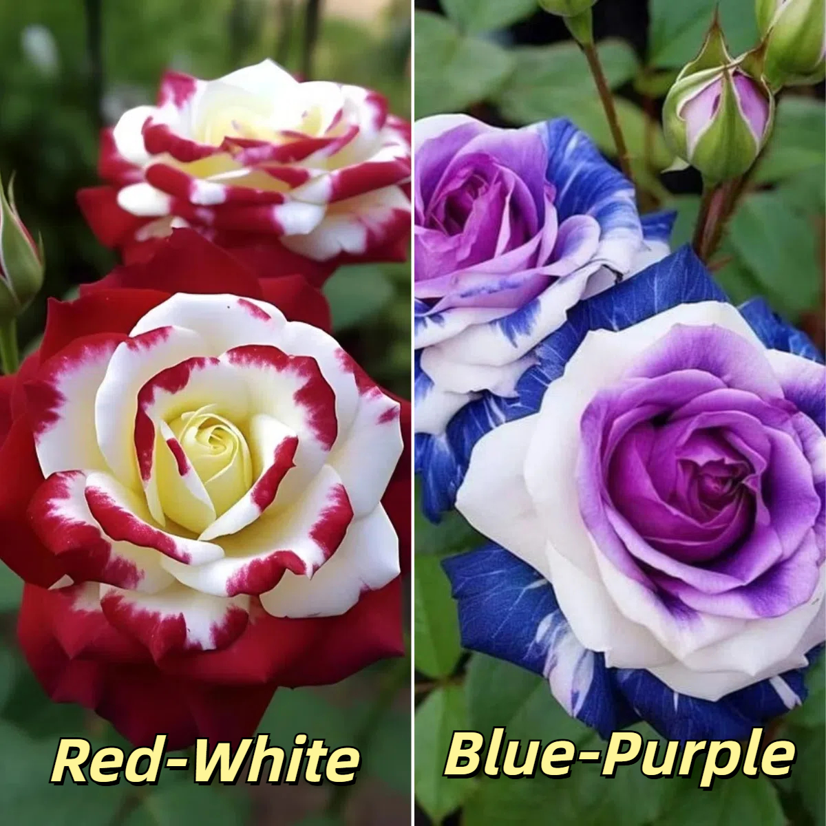 🌹 Hot-Selling Rose Seed Bundles – Special Discount