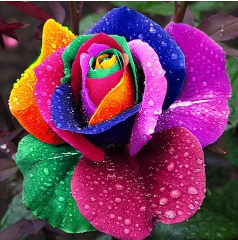 💙BLUE ENCHANTRESS ROSE SEEDS✨