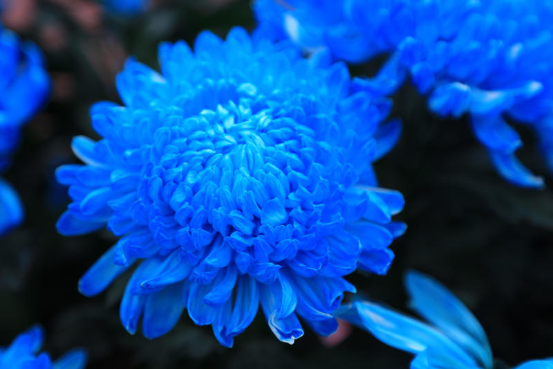 Blue Fireball Dahlia Seeds