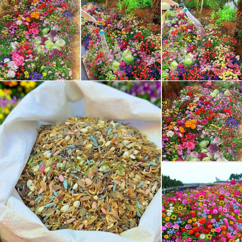 Mixed Perennial Flowers Seeds-Over 60 kinds mixed-Easy care