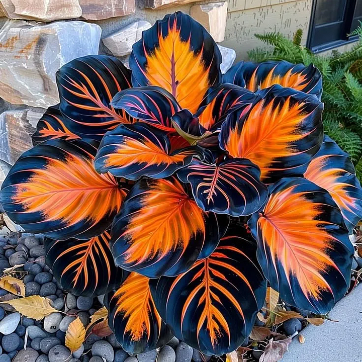 🌿 Rare Hosta Flower Bulbs🎁2025 Special Offer