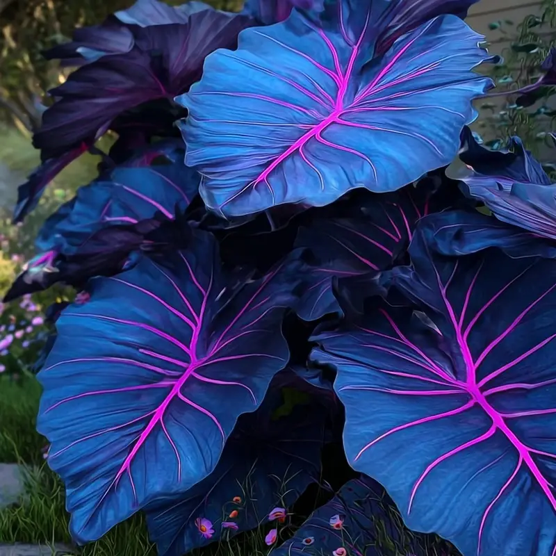 🌿 Rare Hosta Flower Bulbs🎁2025 Special Offer