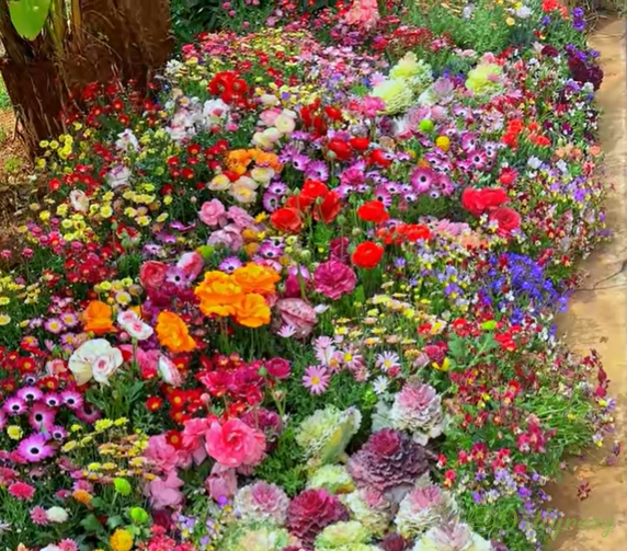 Mixed Perennial Flowers Seeds-Over 60 kinds mixed-Easy care