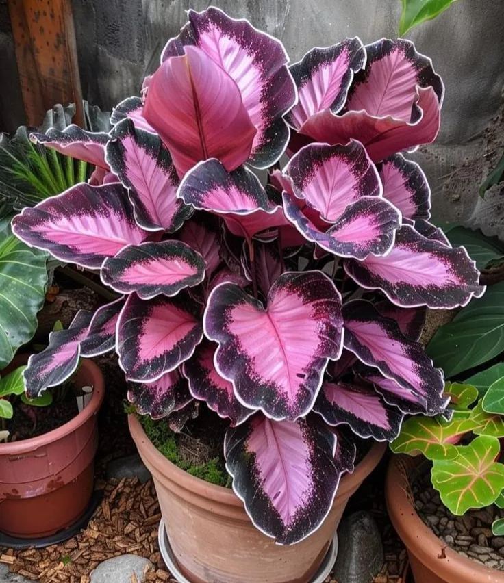Rare Giant Tall Hosta Bulbs – Towering Elegance & Shade-Tolerant Beauty
