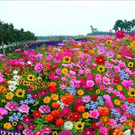 Mixed Perennial Flowers Seeds-Over 60 kinds mixed-Easy care