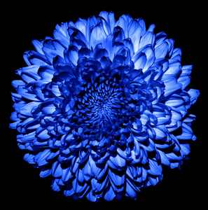 Blue Fireball Dahlia Seeds