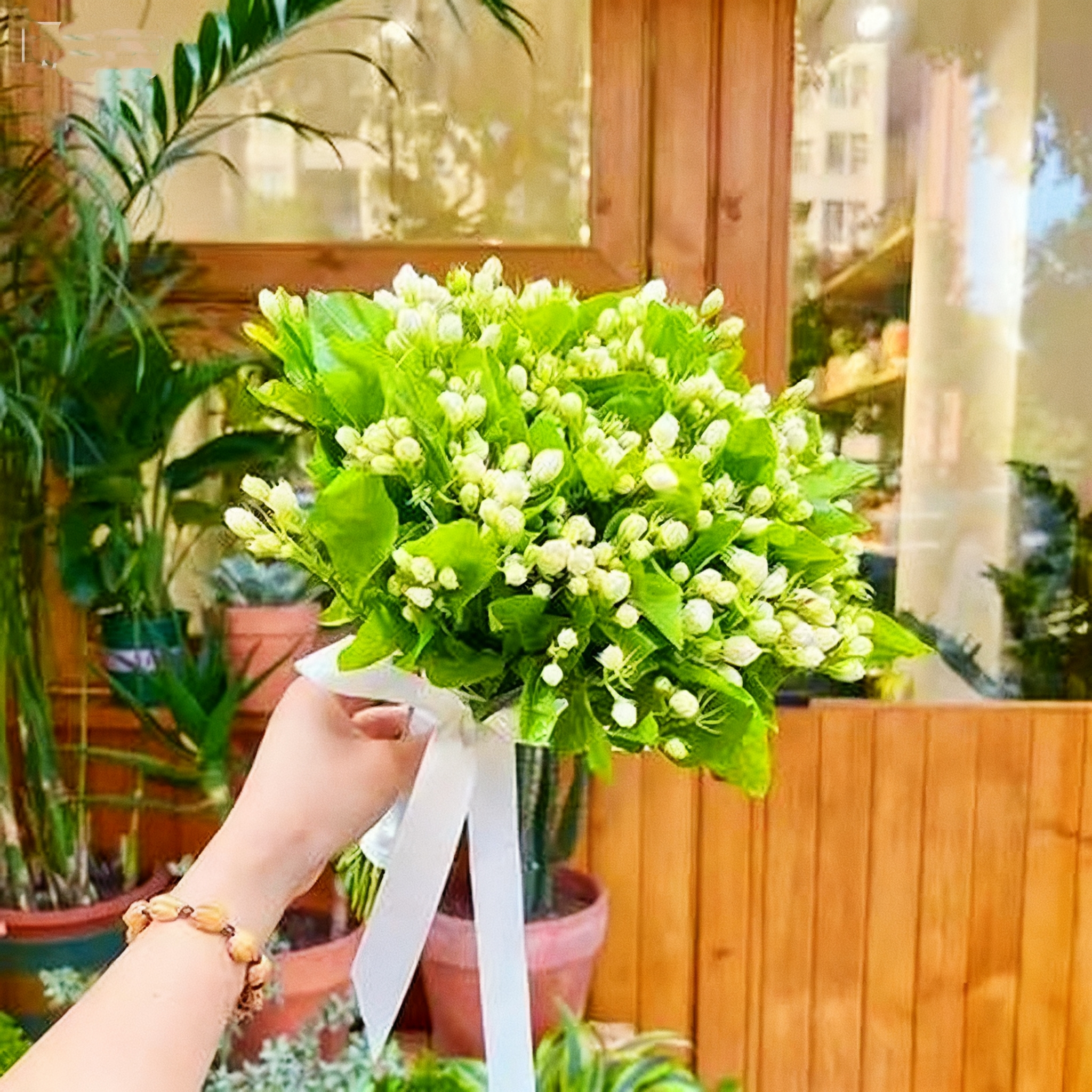 🔥⏰Last Day 49% OFF - Climbing Jasmine Flower Seeds - Nighttime Perfumer