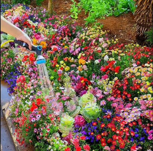 Mixed Perennial Flowers Seeds-Over 60 kinds mixed-Easy care