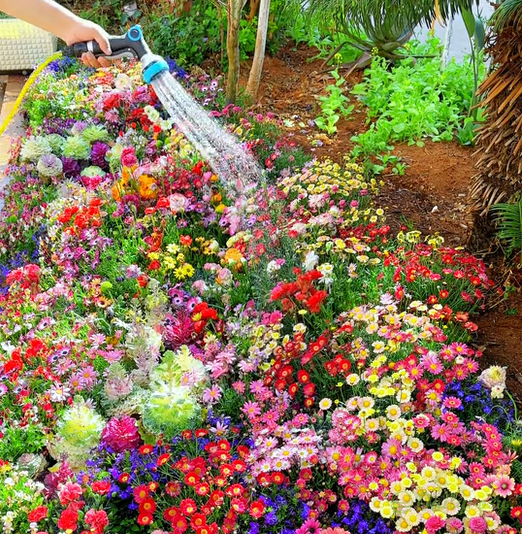 Mixed Perennial Flowers Seeds-Over 60 kinds mixed-Easy care