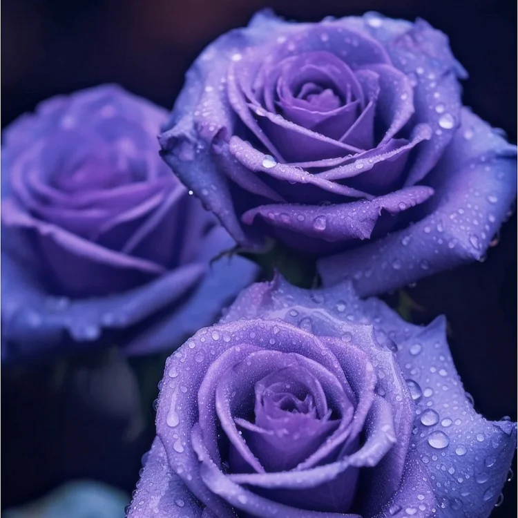 💙BLUE ENCHANTRESS ROSE SEEDS✨