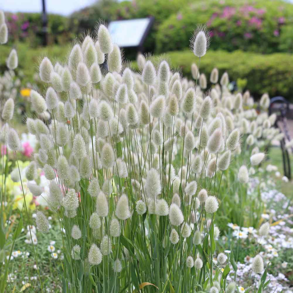 Bunny Tails Flower Seeds