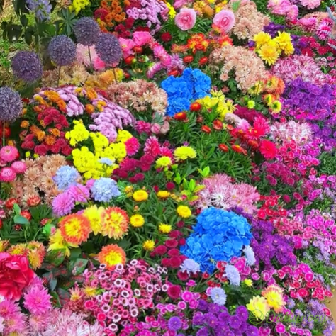 Mixed Perennial Flowers Seeds-Over 60 kinds mixed-Easy care