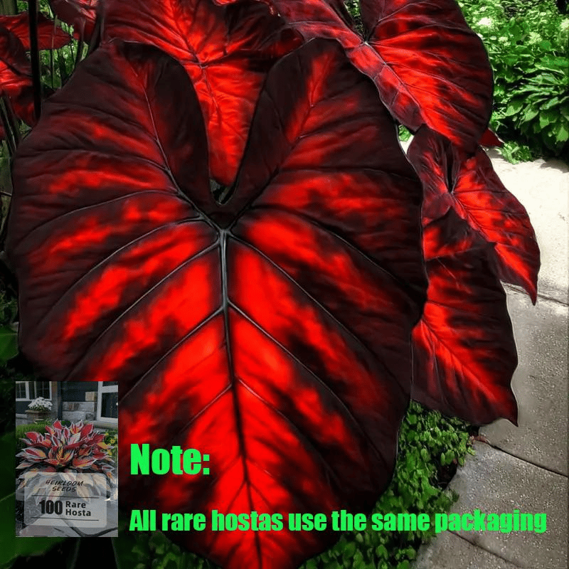🌿 Rare Hosta Flower Bulbs🎁2025 Special Offer
