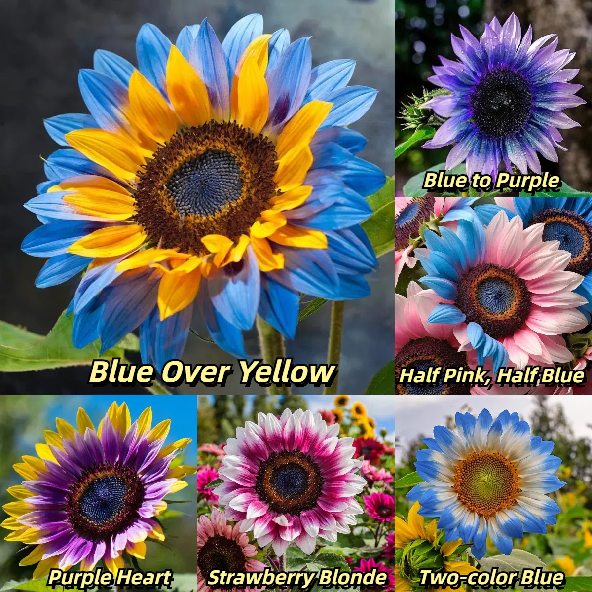 🎉Discounted Set🌻Dual Flower Sunflower Seeds 🌈Multi Color Assortment