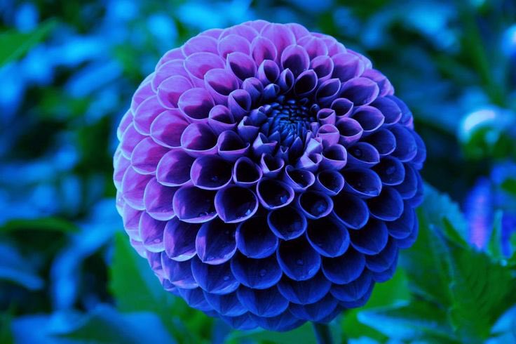 Blue Fireball Dahlia Seeds