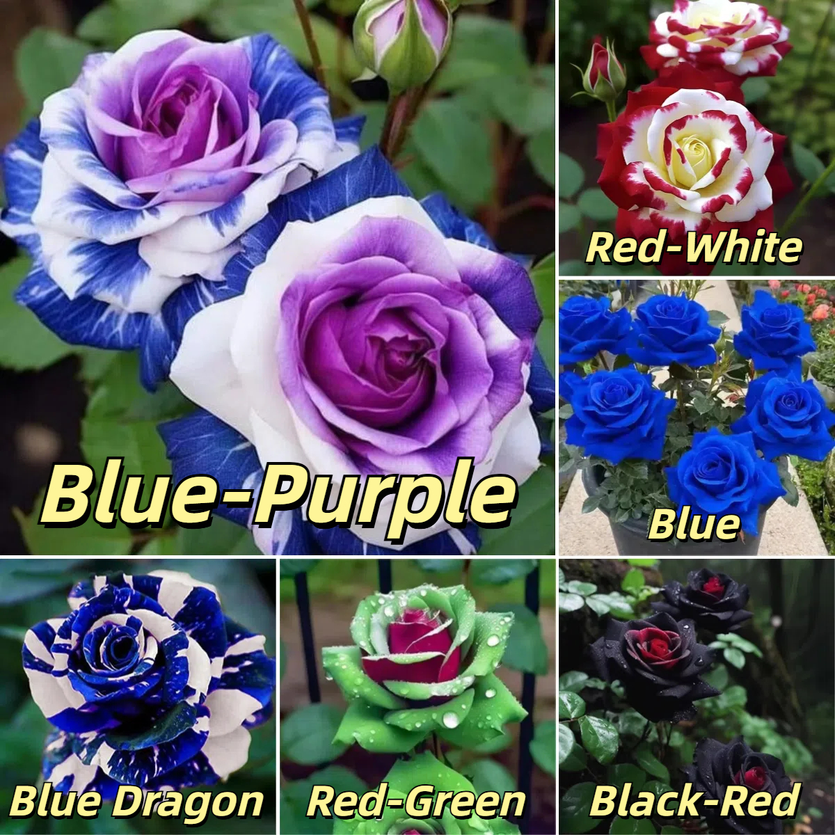 🌹 Hot-Selling Rose Seed Bundles – Special Discount