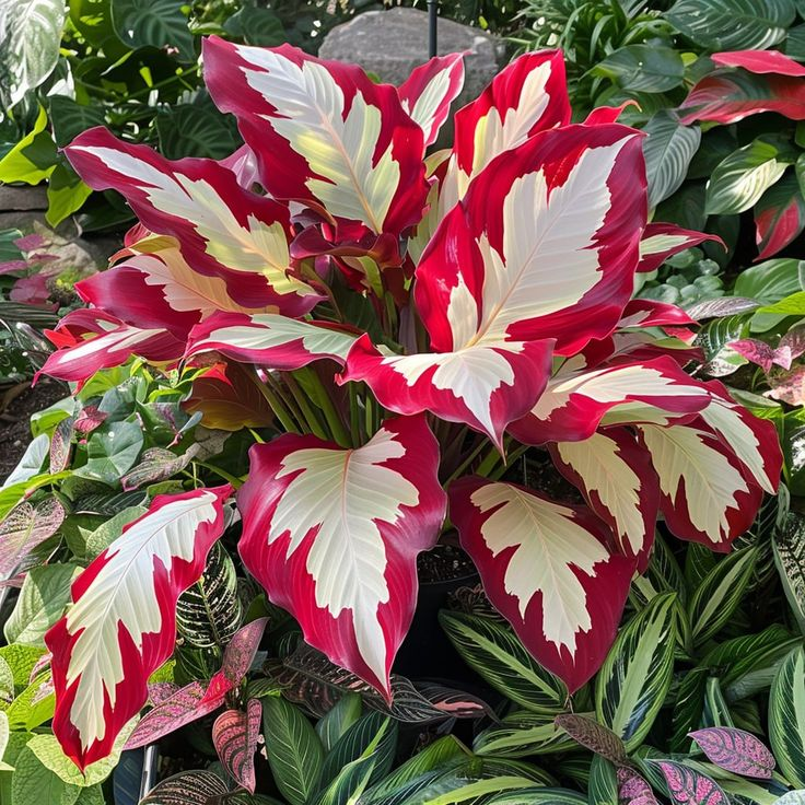 Rare Giant Tall Hosta Bulbs – Towering Elegance & Shade-Tolerant Beauty