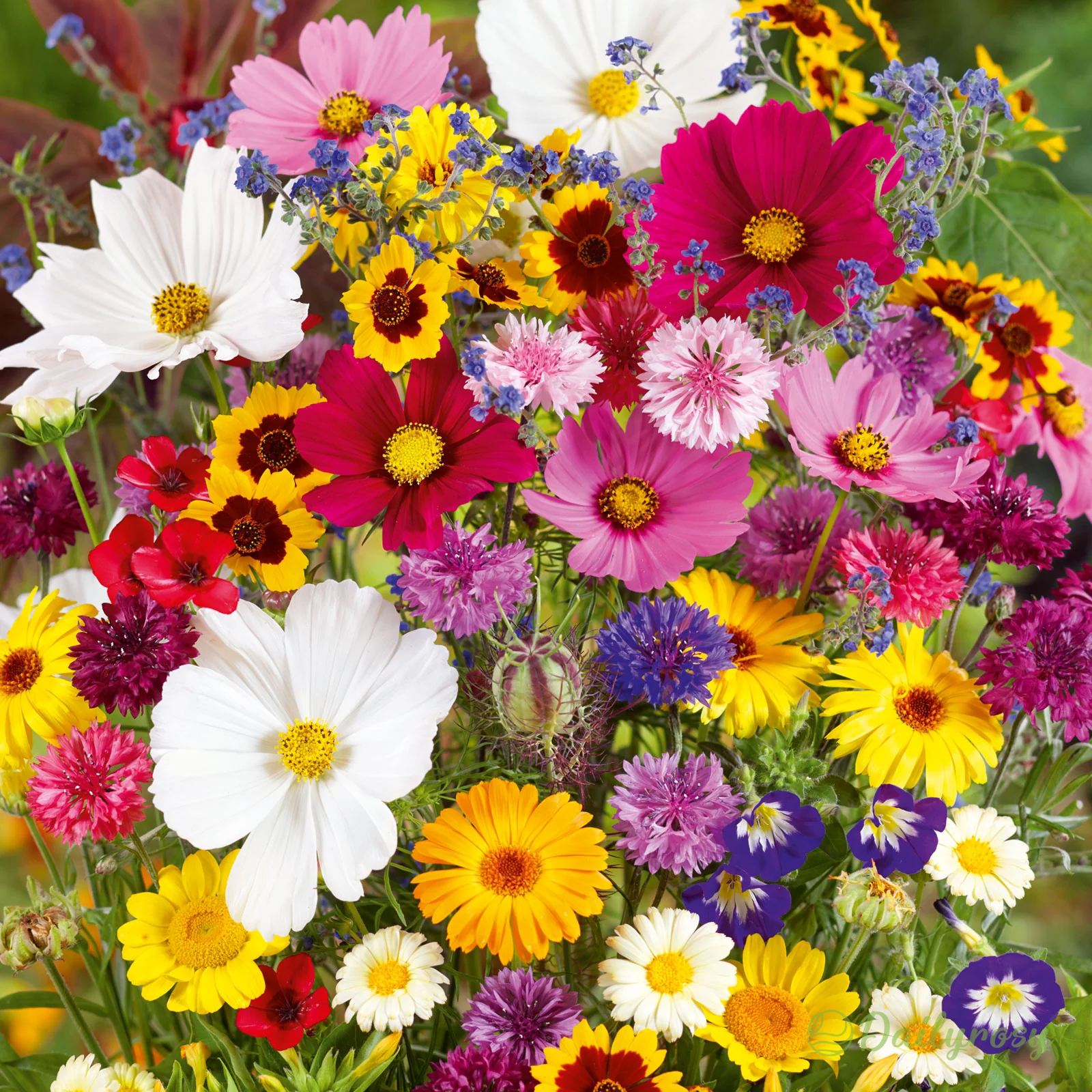 Mixed Perennial Flowers Seeds-Over 60 kinds mixed-Easy care