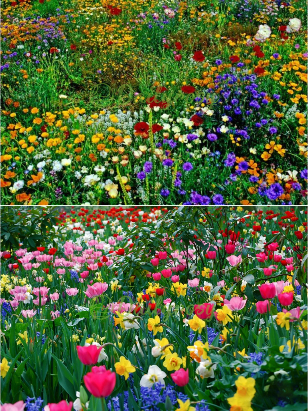 Mixed Perennial Flowers Seeds-Over 60 kinds mixed-Easy care