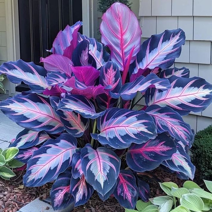 Rare Giant Tall Hosta Bulbs – Towering Elegance & Shade-Tolerant Beauty
