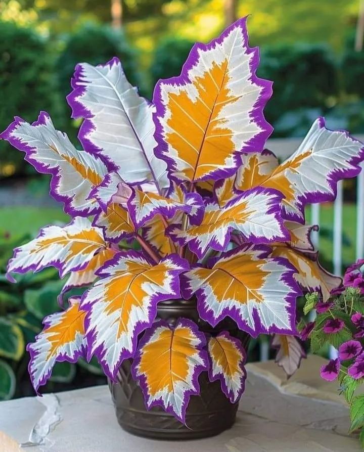 Rare Giant Tall Hosta Bulbs – Towering Elegance & Shade-Tolerant Beauty