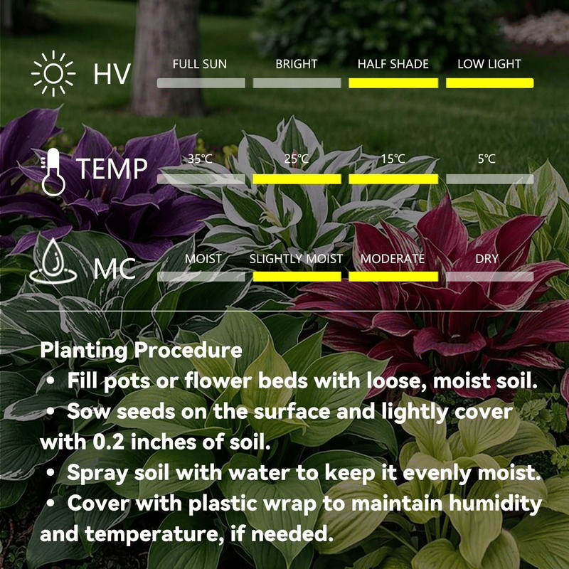🌿 Rare Hosta Flower Bulbs🎁2025 Special Offer