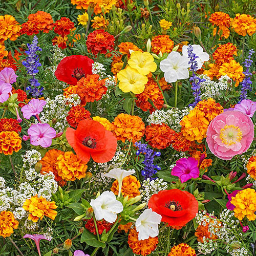 Mixed Perennial Flowers Seeds-Over 60 kinds mixed-Easy care