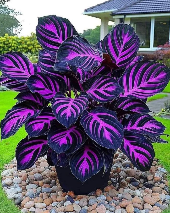 Rare Giant Tall Hosta Bulbs – Towering Elegance & Shade-Tolerant Beauty