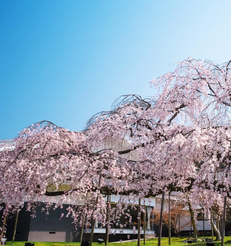 30+ Pink Weeping Sakura Tree Seeds for Planting Outdoors-Cherry Blossom Flower Tree Seeds Non-GMO Heirloom