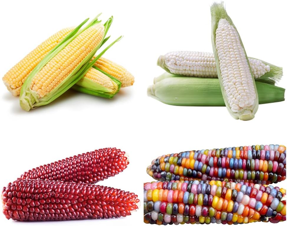 60+ Corn Seeds for Planting (4 Varieties) Glass Gem Corn, Sweet Corn, Silver Queen Corn, red Corn Non-GMO Heirloom, 90% Germination Rates Open Pollinated