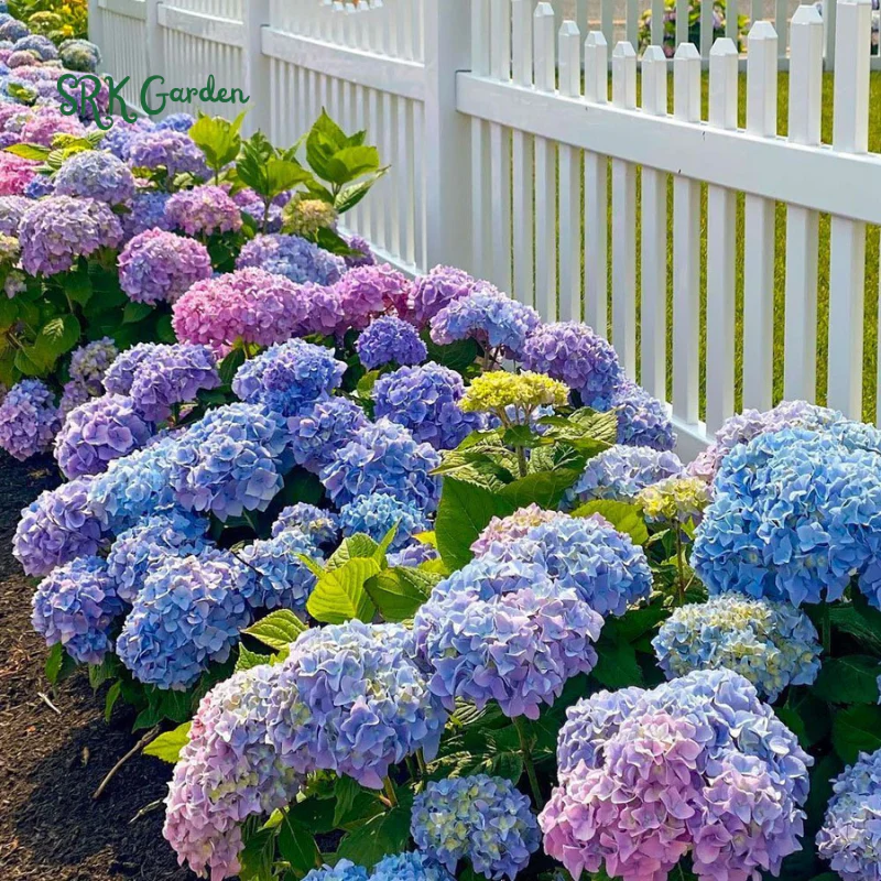 1 Gal. Endless Summer Bloomstruck Hydrangea