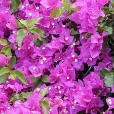 New Fresh 100pcs Bougainvillea Glabra Plant Seeds Generic