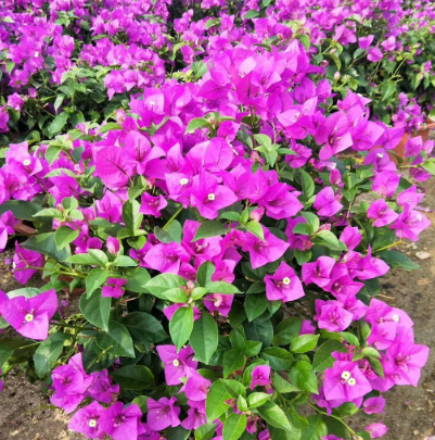 New Fresh 100pcs Bougainvillea Glabra Plant Seeds Generic