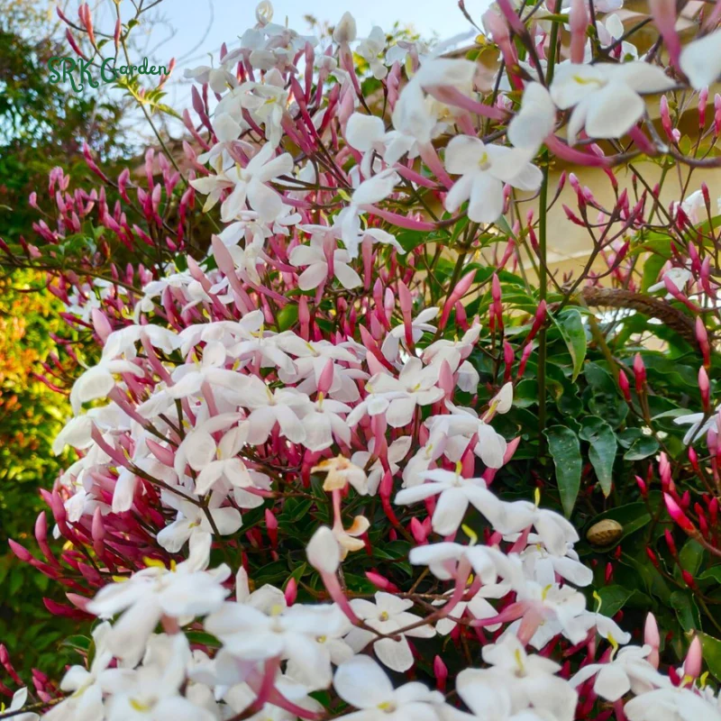 Pink Jasmine Vine Starter Plant in 2 pot