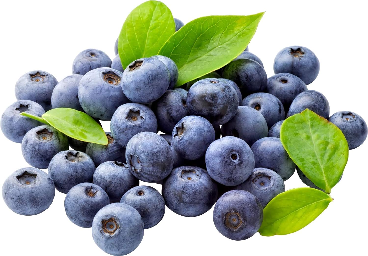 KVITER 100 Blueberry Seeds (Vaccinium Angustifolium) – Sweet Dwarf Lowbush Blueberry Plant Seeds, Heirloom Fruit Seeds Non GMO Organic – Top Hat Berry Fresh Fruit Seeds for Outdoor & Indoor Gardens