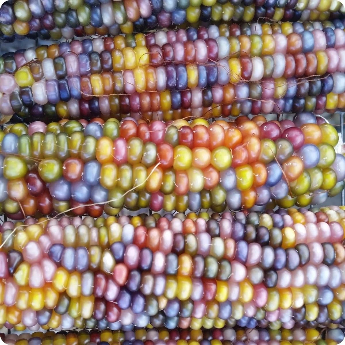 Glass Gem Ornamental Corn (Organic) Seeds - 40+ Count - for 2025 Planting Multi Colored Translucent Rainbow Flint Maize Fall Decorative Popcorn Calico Hopi Grow Your Own Home Farm