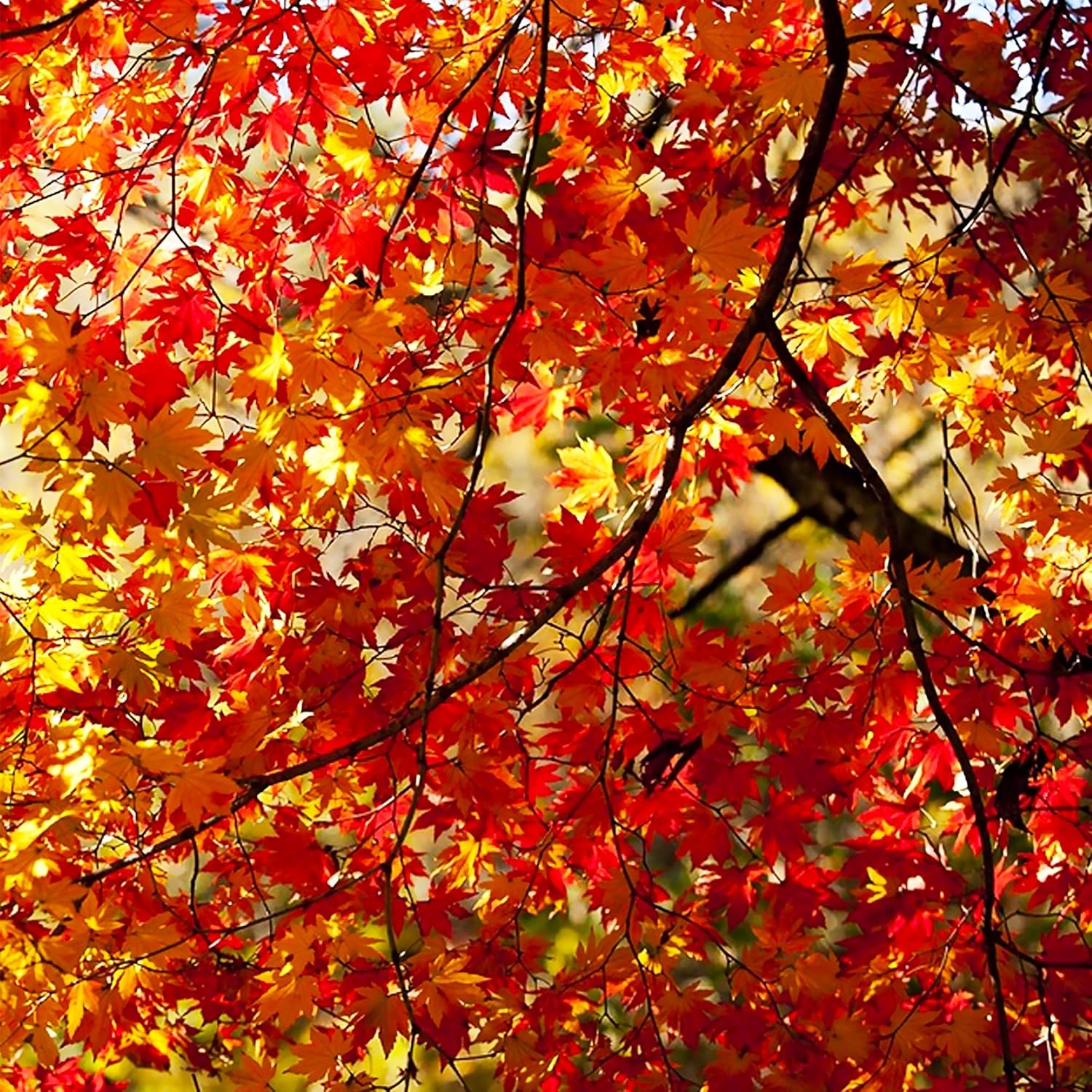 20/100/200 Pcs Sugar Maple Tree Seeds Deciduous Acer Saccharum Rock Maple Seeds for Garden Outdoor by QAUZUY GARDEN