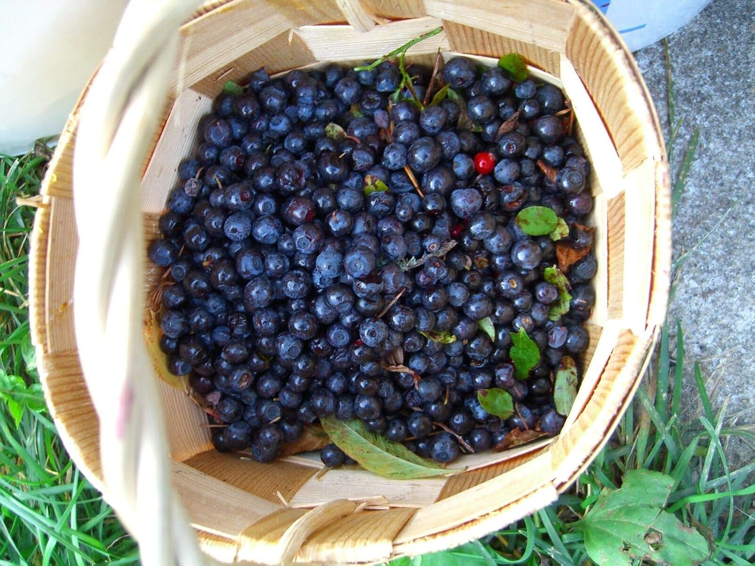 KVITER 100 Blueberry Seeds (Vaccinium Angustifolium) – Sweet Dwarf Lowbush Blueberry Plant Seeds, Heirloom Fruit Seeds Non GMO Organic – Top Hat Berry Fresh Fruit Seeds for Outdoor & Indoor Gardens