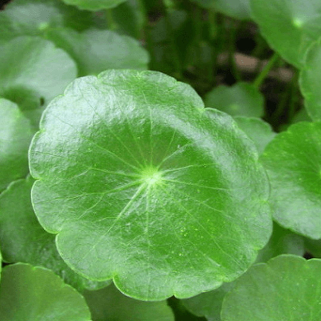 220 PCS Gotu Kola Seeds (Centella Asiatica) – Medicinal & Aquatic Plant for Garden or Hydroponics