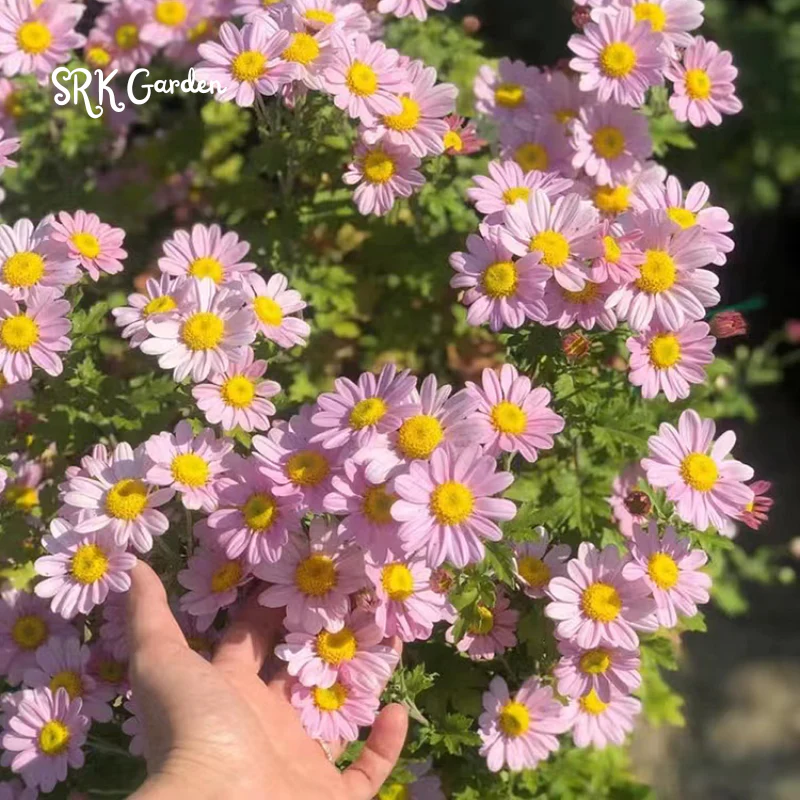 Pest Killer: Pyrethrum Daisy Seeds - Mixed Color