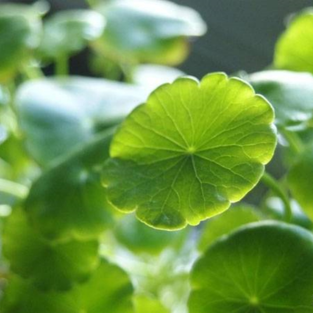 220 PCS Gotu Kola Seeds (Centella Asiatica) – Medicinal & Aquatic Plant for Garden or Hydroponics