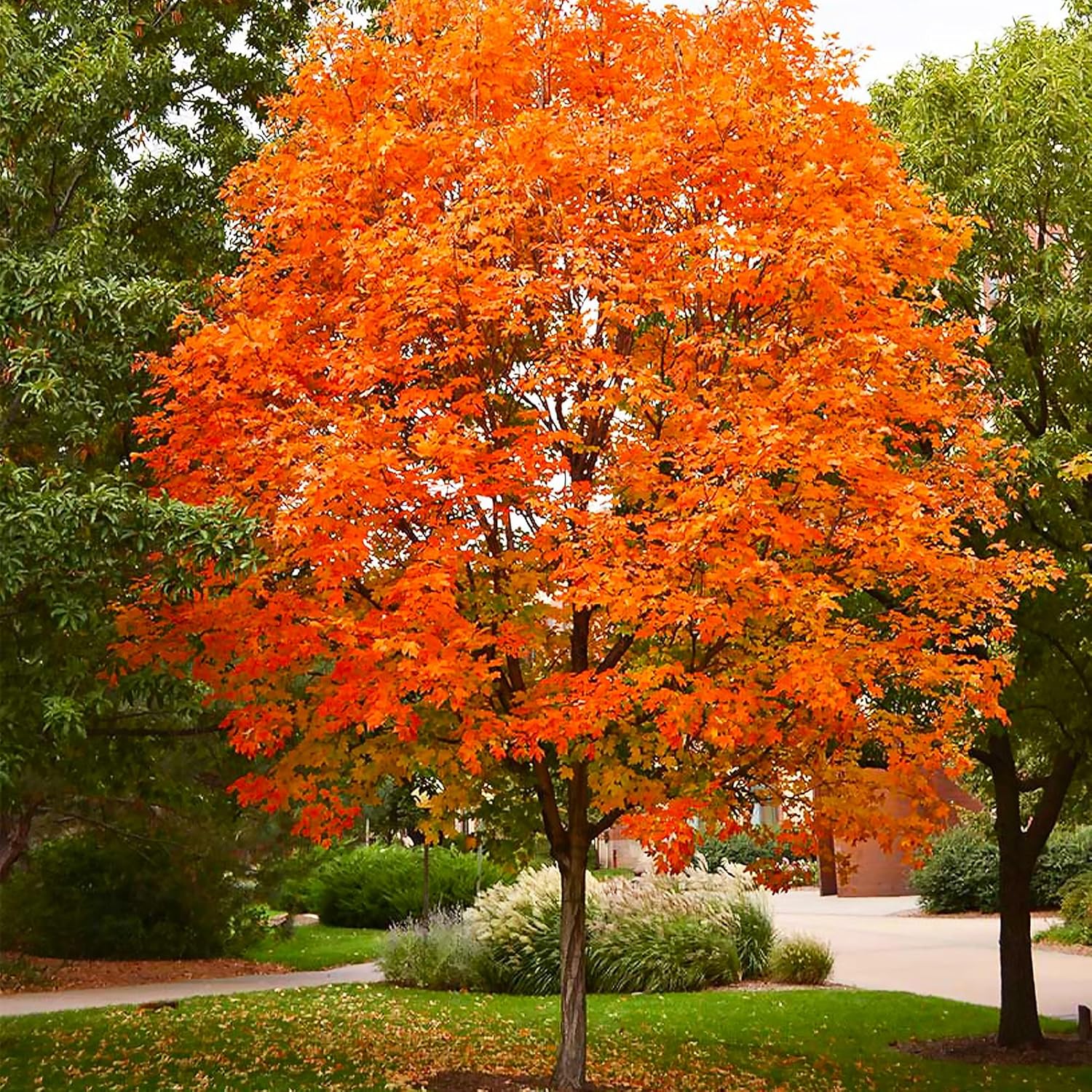 20/100/200 Pcs Sugar Maple Tree Seeds Deciduous Acer Saccharum Rock Maple Seeds for Garden Outdoor by QAUZUY GARDEN