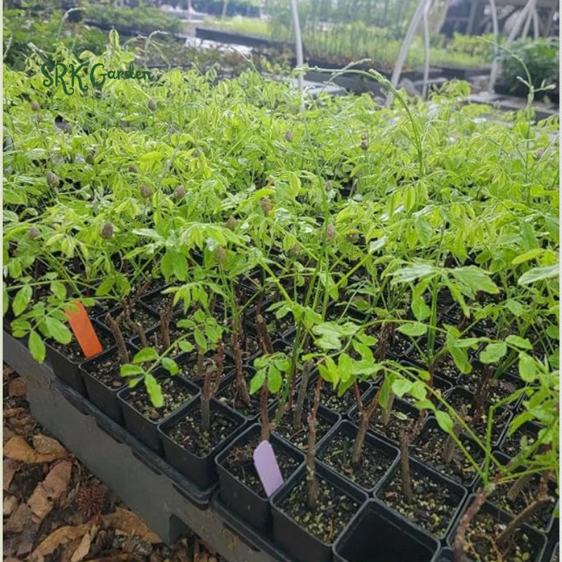 Wisteria Live Tree Seeds for Planting | Live Plants