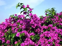 New Fresh 100pcs Bougainvillea Glabra Plant Seeds Generic