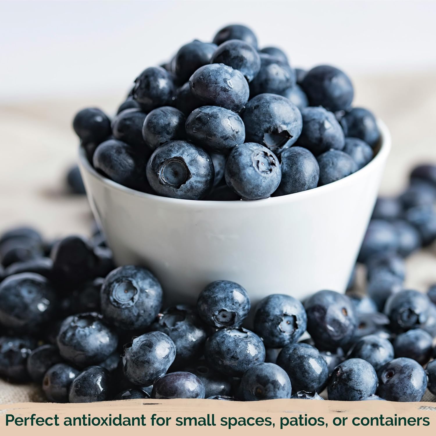 KVITER 100 Blueberry Seeds (Vaccinium Angustifolium) – Sweet Dwarf Lowbush Blueberry Plant Seeds, Heirloom Fruit Seeds Non GMO Organic – Top Hat Berry Fresh Fruit Seeds for Outdoor & Indoor Gardens