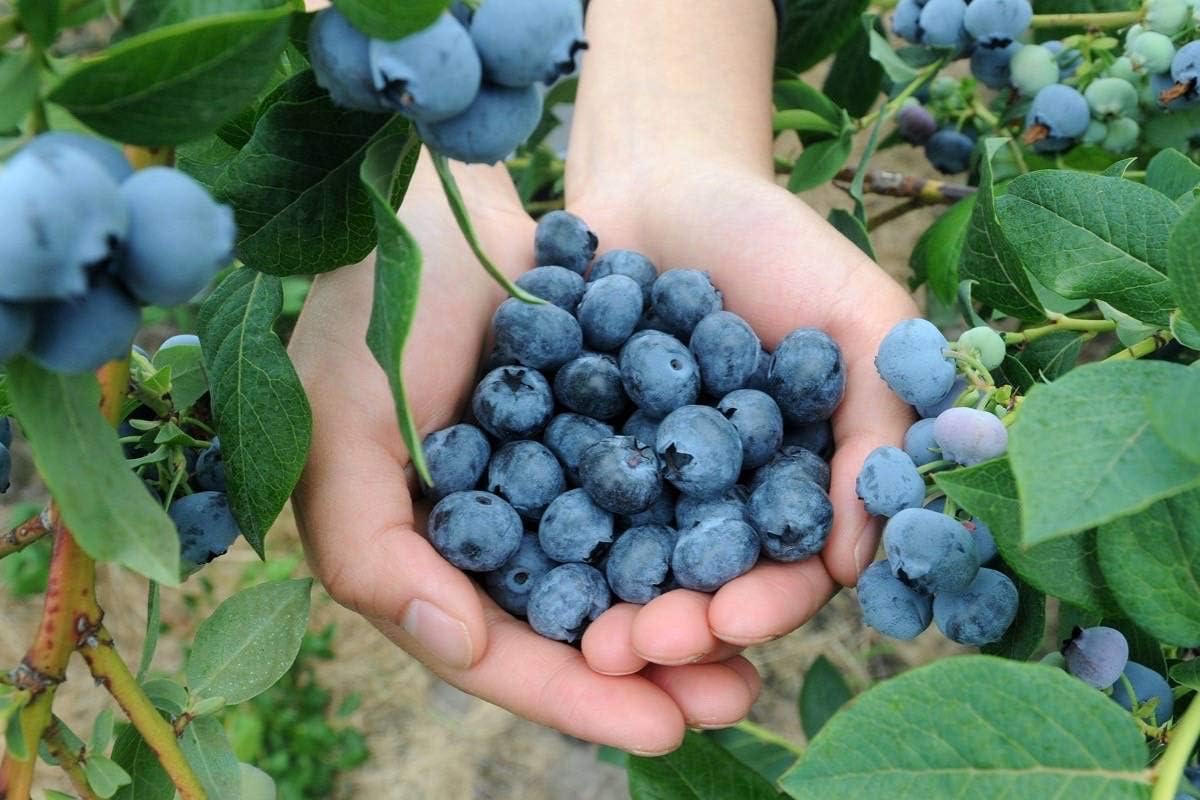 KVITER 100 Blueberry Seeds (Vaccinium Angustifolium) – Sweet Dwarf Lowbush Blueberry Plant Seeds, Heirloom Fruit Seeds Non GMO Organic – Top Hat Berry Fresh Fruit Seeds for Outdoor & Indoor Gardens